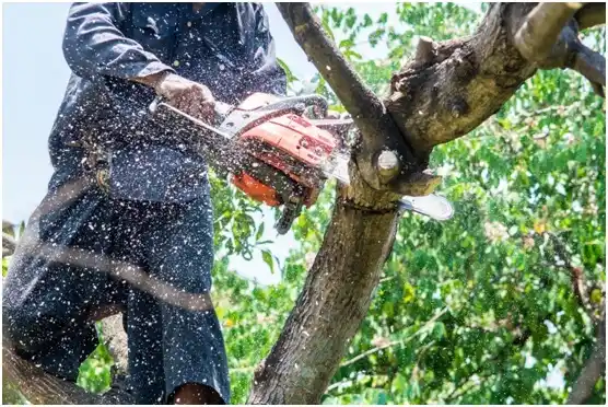 tree services Woodbranch